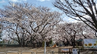 北朝霞公園の桜